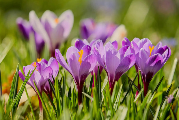 Safran kaufen – Hochwertige violette Krokusblüten