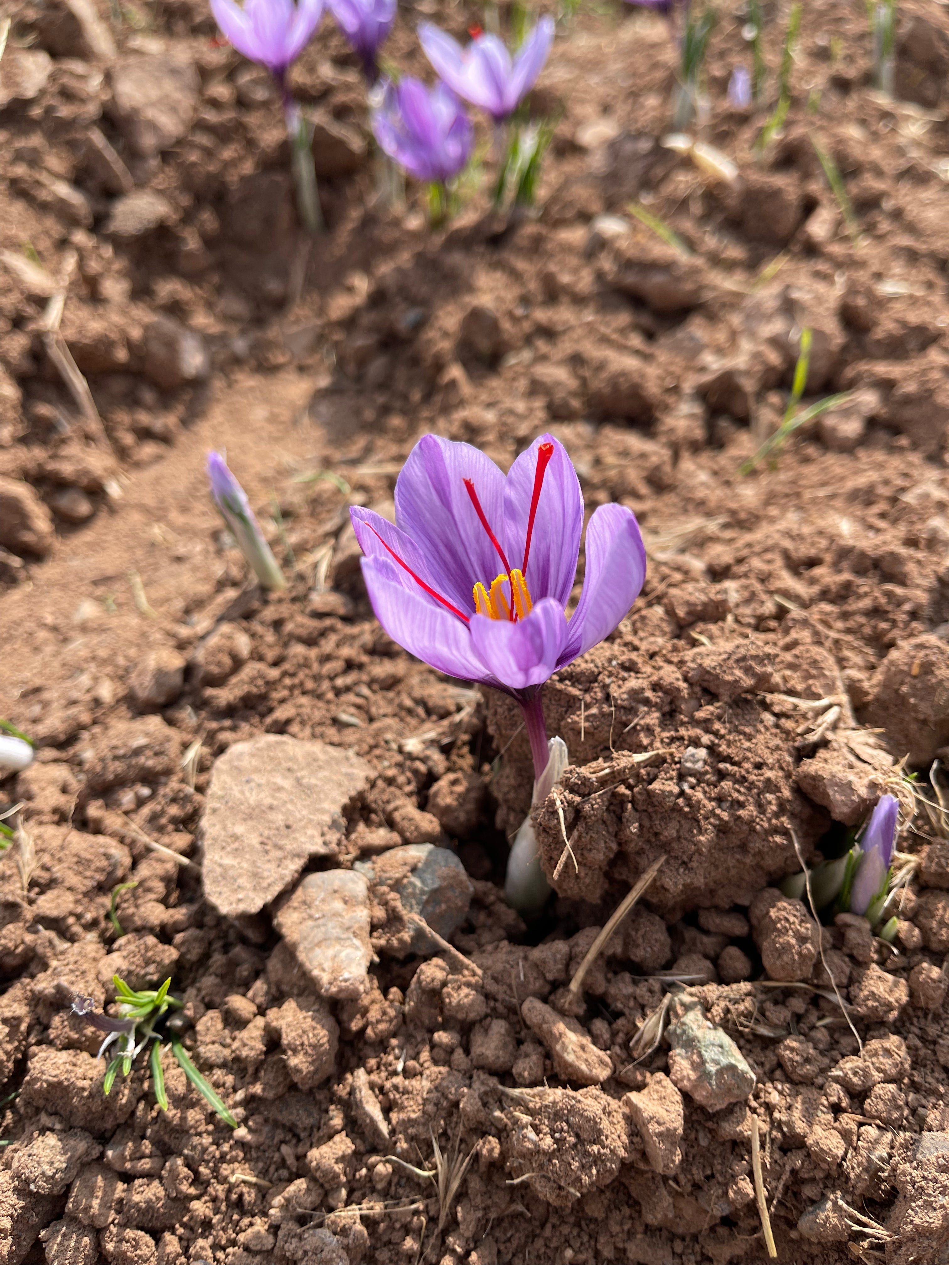 Was ist Safran?-Safranblüte-Safran kaufen