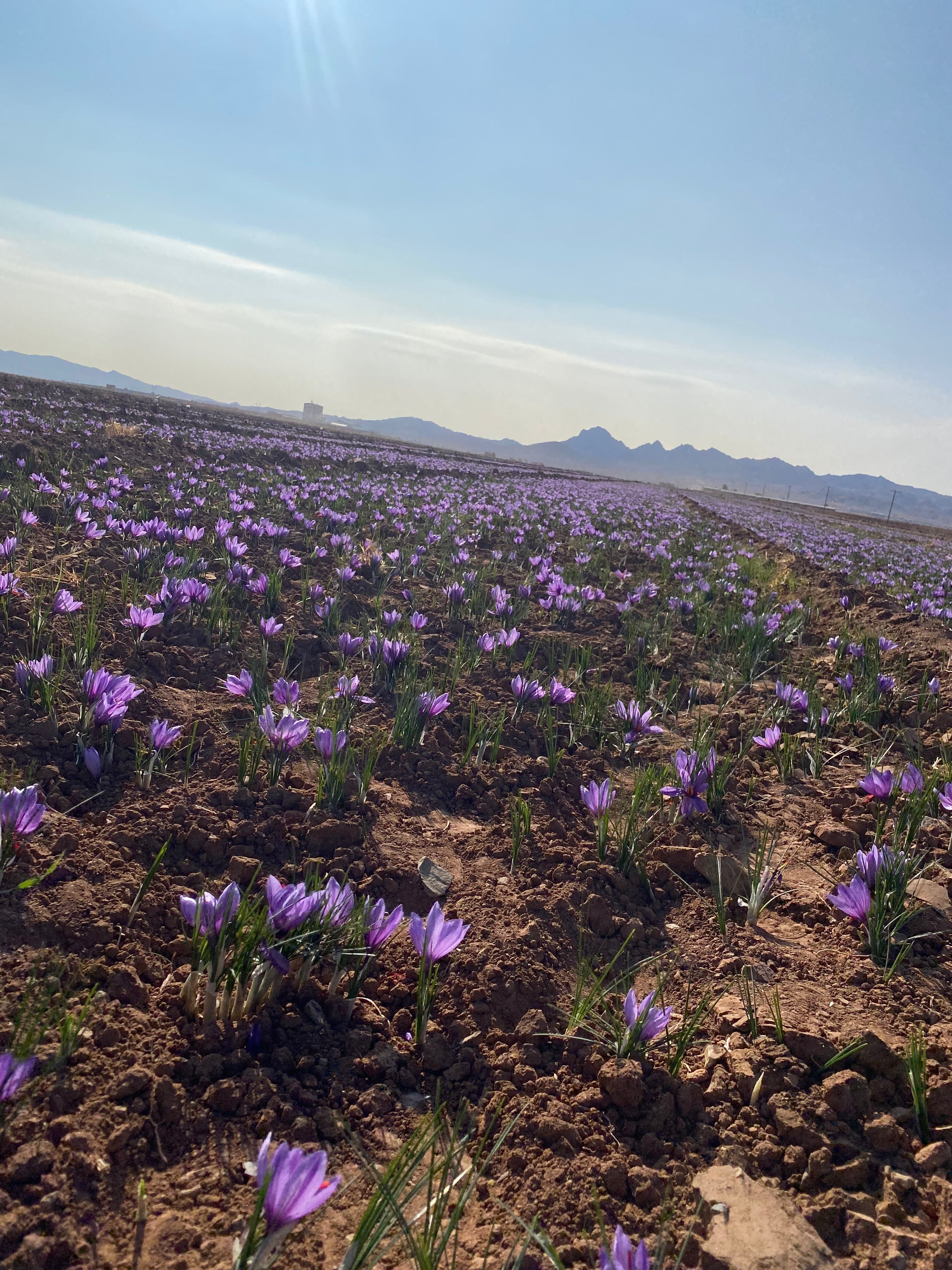 Safran-Anbau & Ernte: Der vollständige Leitfaden vom Pflanzen bis zum Trocknen - Hi Quality Safran