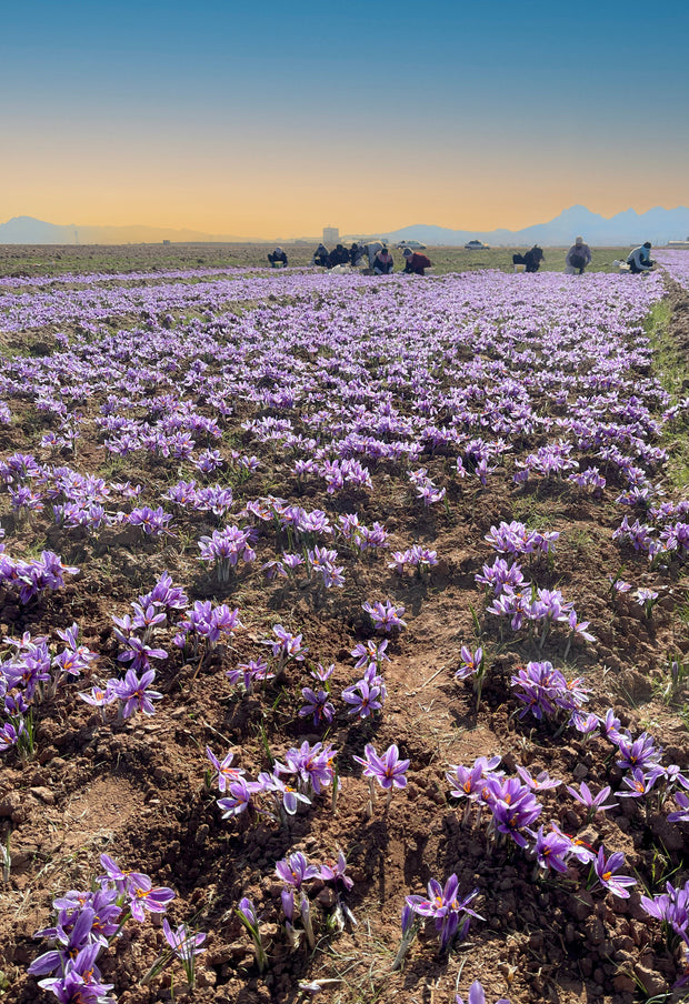 Safran Kaufen-Safrangeschichte-8